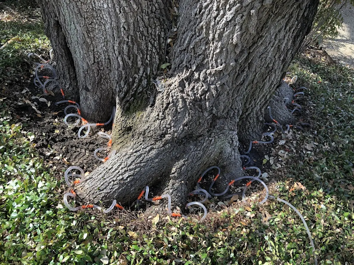 Detailed Tree Cabling and Bracing job site in Gansevoort